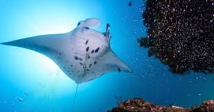  17 de septiembre el Día Mundial de la Manta.